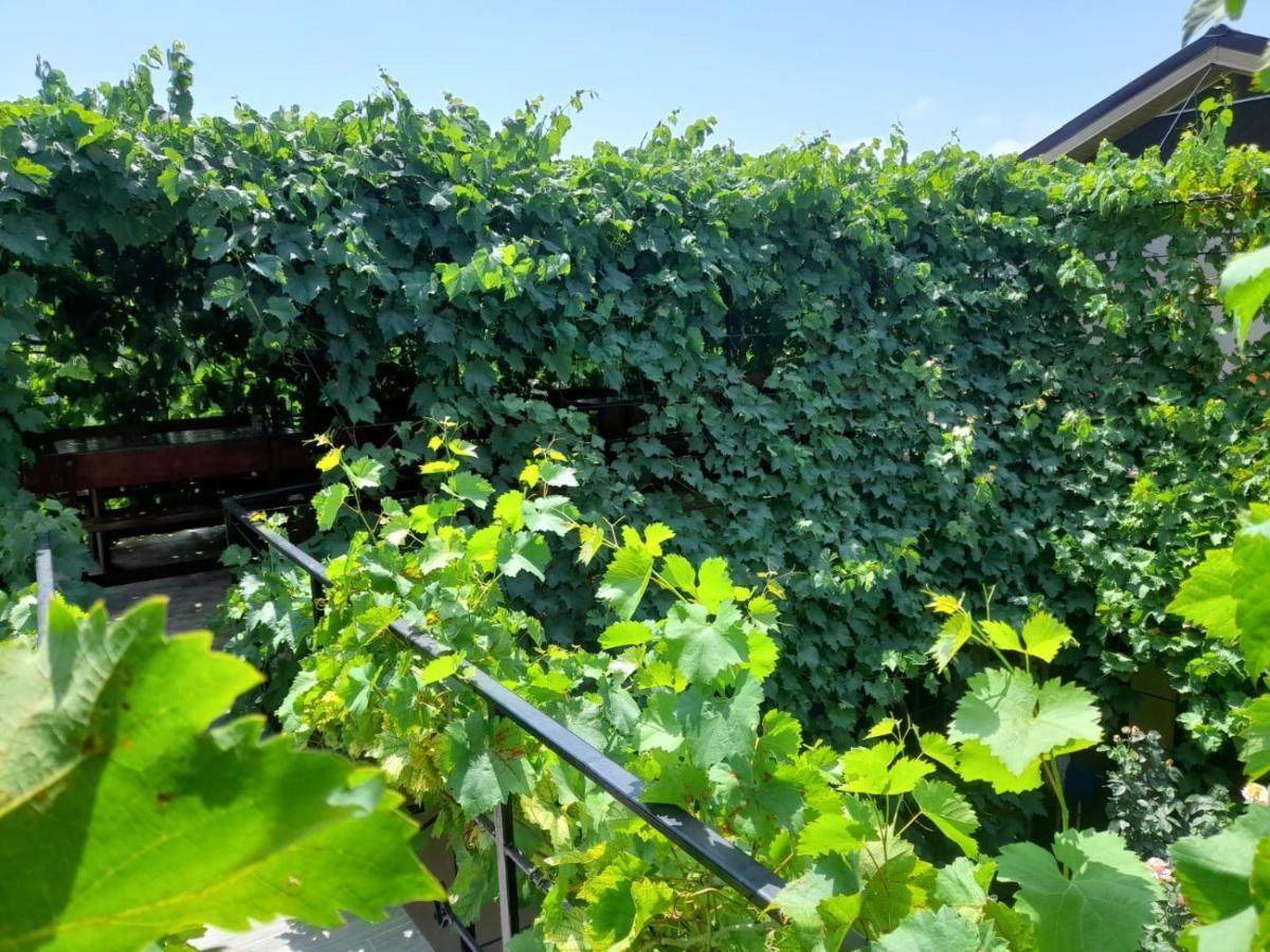 Pensiunea Lyo Două Mai Exteriör bild